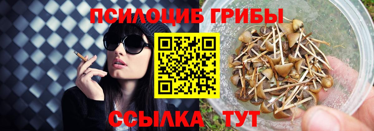 Псилоцибиновые грибы Cubensis Крымск